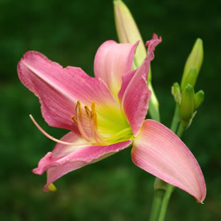 Hemerocallis Tree Swallow